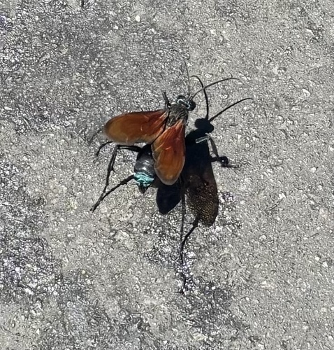 Thisbe's Tarantula-hawk Wasp photo 6