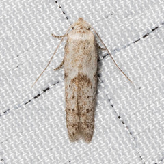 Hypatopa punctiferella