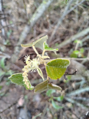 Croton gracilipes, photograph 4