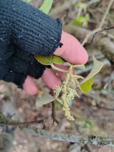 Croton gracilipes, photograph 6