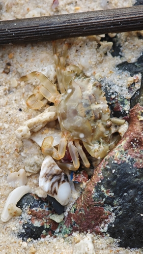Banded-leg swimming crab (Charybdis annulata)