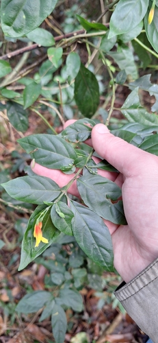 Jacobinia Pauciflora (Justicia floribunda)