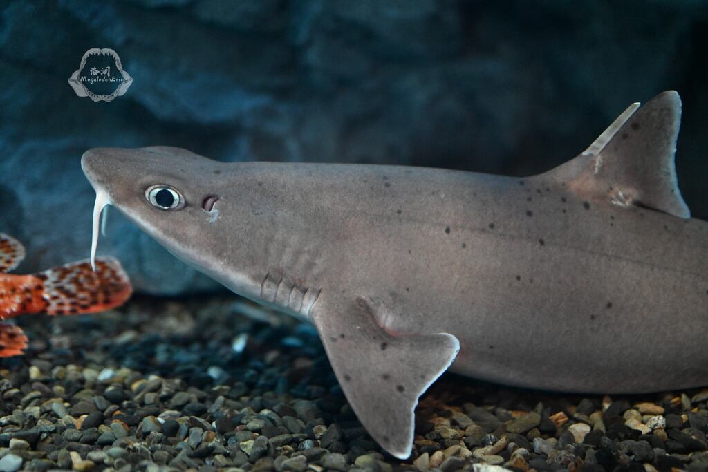 Mandarin Dogfish