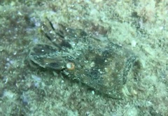 Scyllarus arctus