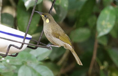 Meliphaga notata