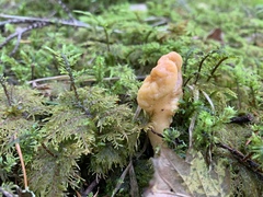 Cudoniaceae