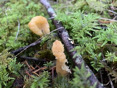 Cudoniaceae