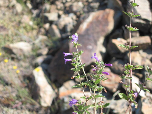 Clinopodium alpinum (Clinopodium alpinum)