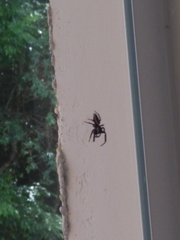 Metaphidippus