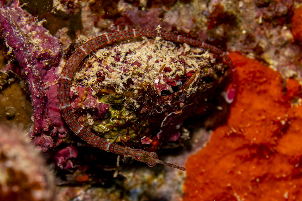 Ocellated pipefish (Corythoichthys ocellatus) — Syngnathidae