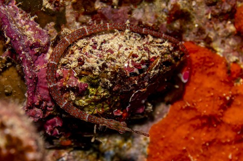 Ocellated pipefish (Corythoichthys ocellatus) — Syngnathidae