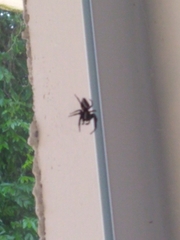 Metaphidippus