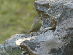 Leiothlypis ruficapilla