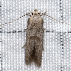 Hypatopa punctiferella