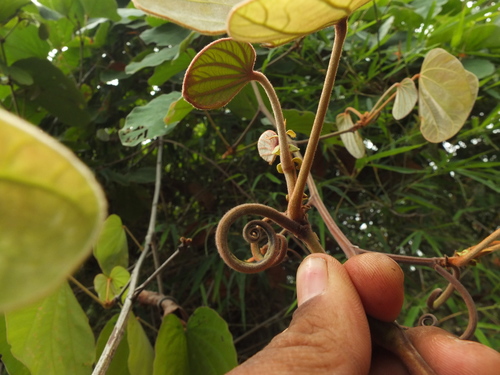 Image of Phanera vahlii by (c) Siddarth Machado, some rights reserved (CC BY)