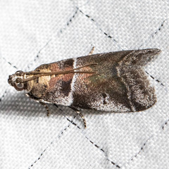 Quasisalebria atratella