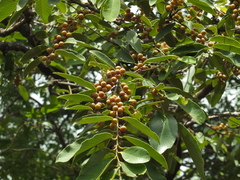 Bridelia retusa