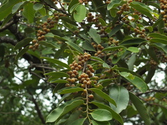 Bridelia retusa