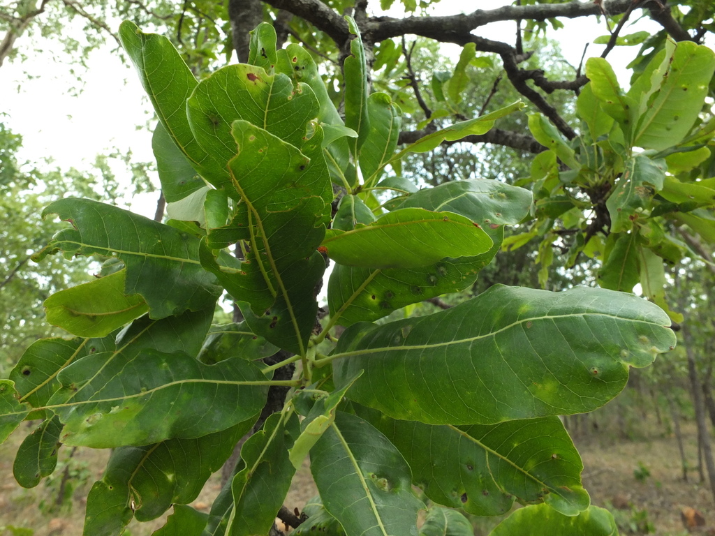 Buchanania axillaris (Buchanania axillaris)