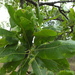 Buchanania axillaris - Photo (c) Siddarth Machado, some rights reserved (CC BY), uploaded by Siddarth Machado