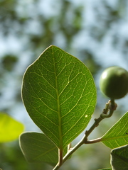 Capparis grandis