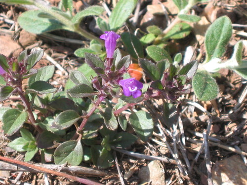 Clinopodium alpinum (Clinopodium alpinum)