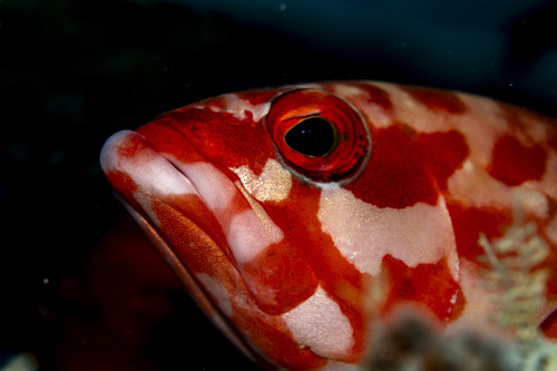 Blacktip grouper (Epinephelus fasciatus) — Serranidae — 4
