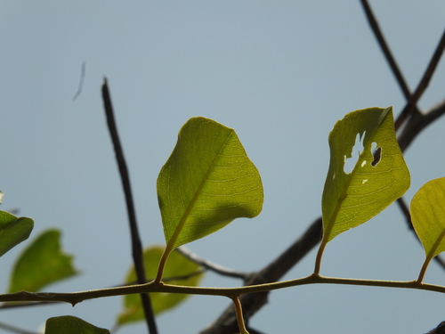 Image of Tree Caper (Capparis grandis) by (c) Siddarth Machado, some rights reserved (CC BY)