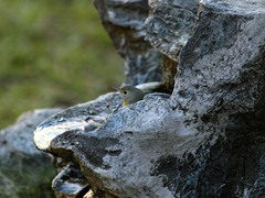Leiothlypis ruficapilla
