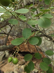 Capparis grandis