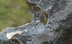 Leiothlypis ruficapilla