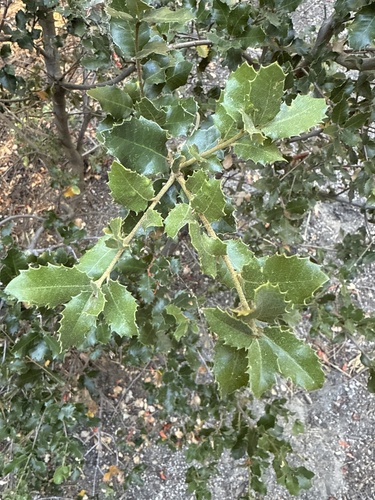 iNaturalist observation photo of canyon live oak
