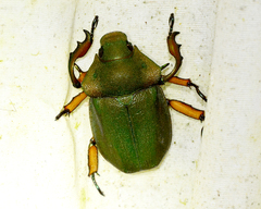 Spodochlamys latipes