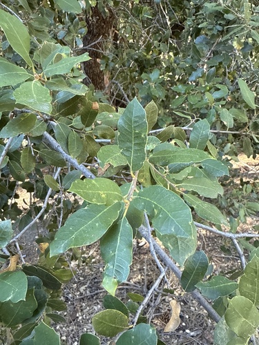 iNaturalist observation photo of canyon live oak