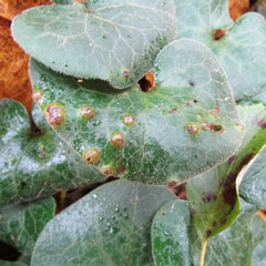 Puccinia asarina