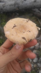 Lactarius mairei