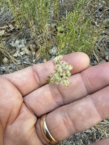 iNaturalist observation photo of Narrow-leaved Bedstraw
