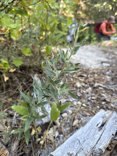iNaturalist observation photo of Dicots