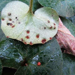 Puccinia asarina