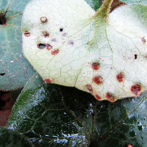 Puccinia asarina nuotrauka