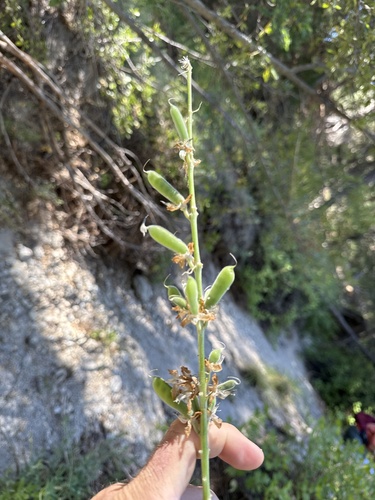 iNaturalist observation photo of Broadleaf Lupine
