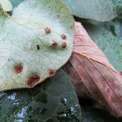 Puccinia asarina