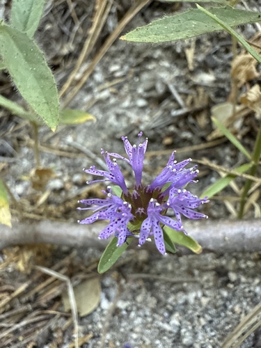 iNaturalist observation photo of Brewer's Monardella
