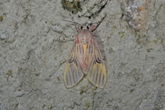Idalus sublineata
