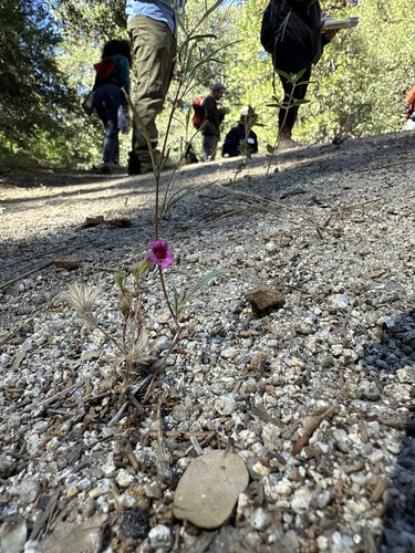 iNaturalist observation photo of Fremont's monkeyflower