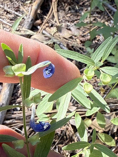 iNaturalist observation photo of Grayleaf Skullcap