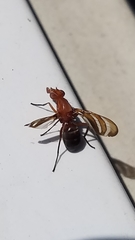 Tritoxa incurva