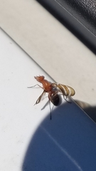 Tritoxa incurva