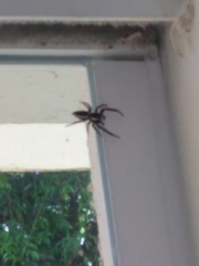 Metaphidippus