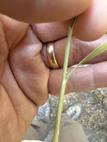 iNaturalist observation photo of grasses